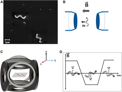 Anomalous Behavior of Highly Active Helical Swimmers